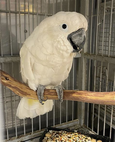 Finch & parakeet size $7. . Umbrella cockatoo for sale houston